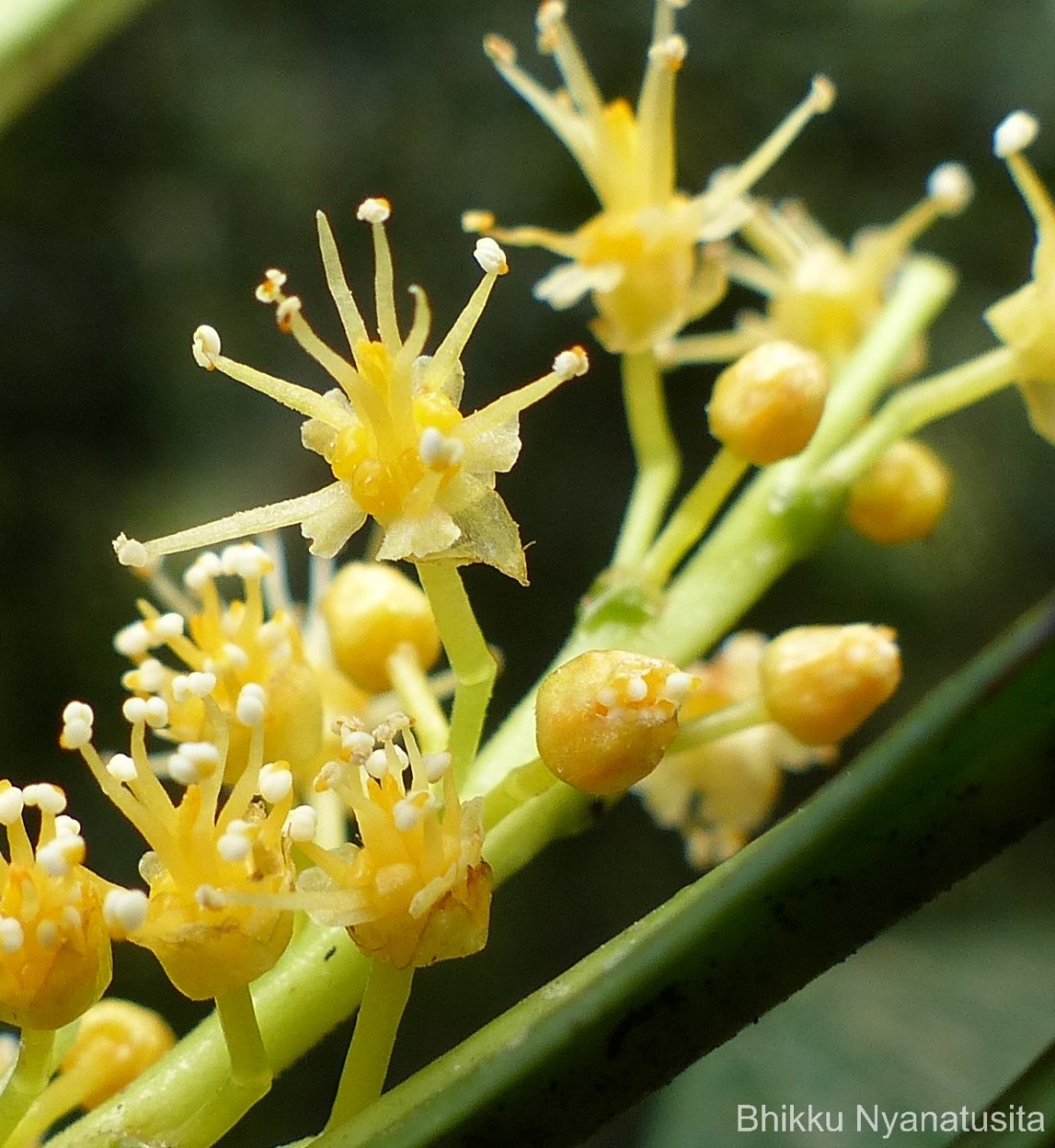 Agrostistachys borneensis Becc.